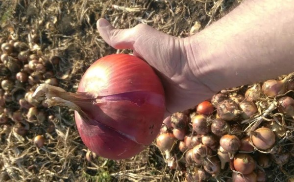 Всего 1 ложка этого порошка — и лук вырастает крупным и сочным: секретная подкормка, которая есть в каждой печке