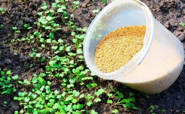 Холодный сезон — не пауза в садоводстве: закладываем плодородие с помощью обычных продуктов