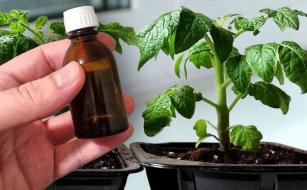 3 подкормки — и рассада будет мощнейшей: проверенная схема на весну для томатов