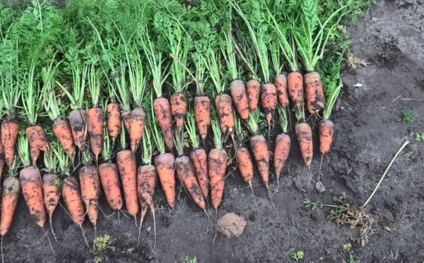 Крупная, сочная, без разветвлений: как вырастить идеальную морковь — помогут 2 копеечных средства