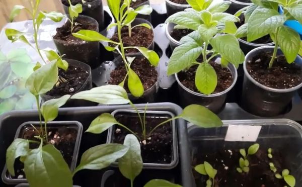 Забудьте про химию: рецепт «таёжной» подкормки, от которой рассада растёт как на дрожжах