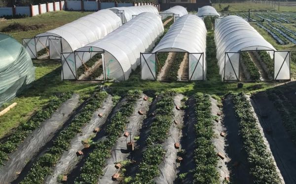 Парник в огороде: 3 самые распространённые ошибки — их совершает каждый третий дачник