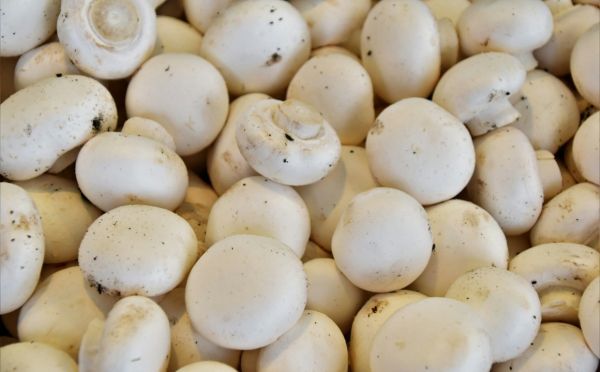 Грибочки поспели — хватить жарить шампиньоны с картошкой, лучше приготовьте ресторанный террин прямо у себя дома