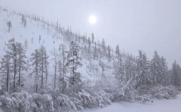 Удивительное явление природы: почему в Якутии деревья зимой зелёные