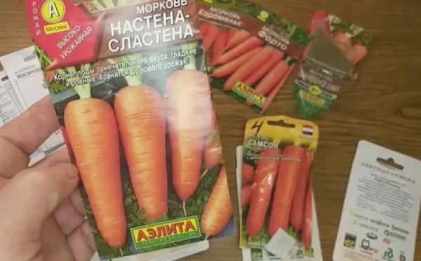 Сладкая, как мёд, и без сердцевины: 3 лучших сорта моркови, которые не подведут в 2026 году