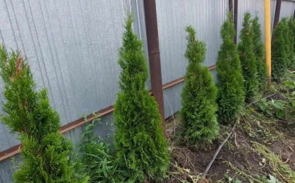 Почему туи желтеют весной: 5 простых шагов, которые спасут ваш сад от солнечных ожогов