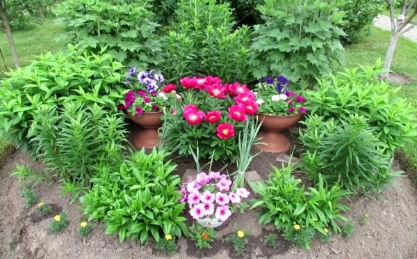 Цветочный календарь: подробный график посева цветов на рассаду в марте и апреле