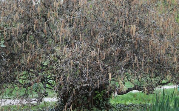 Дерево дереву рознь — уничтожить нежелательные стволы и поросль навсегда можно дешево, быстро и без особых приспособлений