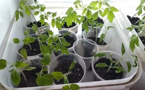 Томаты пойдут в рост как на дрожжах: зачем опытные дачники кладут ржаные сухари в лунку при посадке