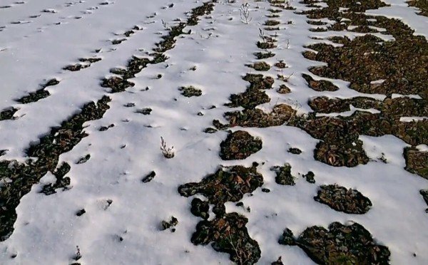 Снежная зима — не защита, а угроза для огорода: почему с такой погодой вероятность нашествия насекомых выше