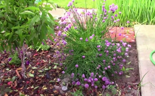 Сеем в марте — и любуемся всё лето: 3 цветка, которые уже пора сажать