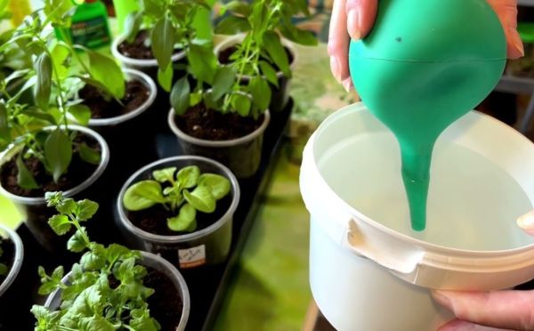 Вы сами губите рассаду: 1 банальная ошибка при поливе — на неё попадаются все огородники