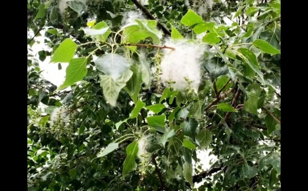 «Тополиный пух, жара, июль»: почему во времена СССР для озеленения выбрали именно тополь