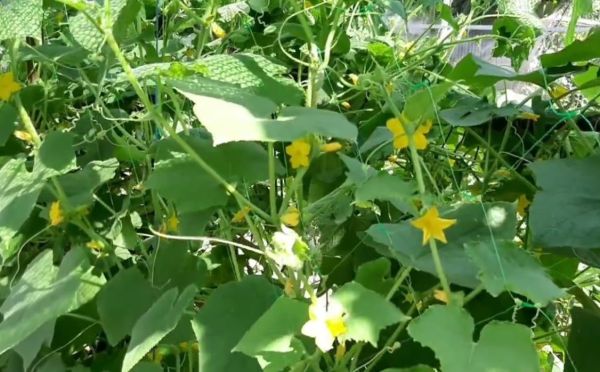 5 шагов к сочным плодам: что нужно огурцам для большого урожая — простая инструкция