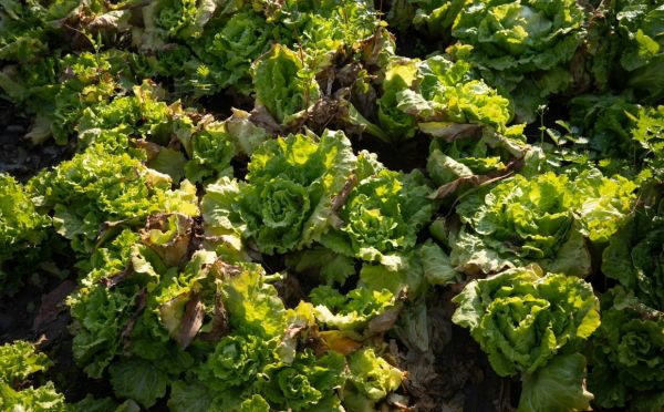 Не разлей вода — рассада выживет и окрепнет, если поливать ее правильно