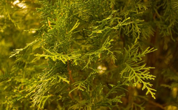 Аж любо-дорого взглянуть — восстанавливаем пышность и иммунитет туи после зимы, рекомендации эксперта