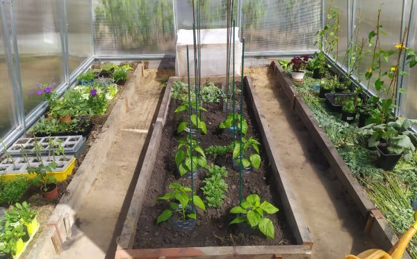 Невидимая броня для томатов: зачем опытные дачники варят «йодный кисель» для опрыскивания