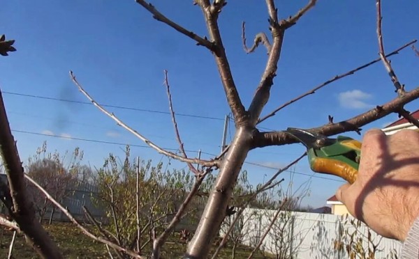 Март — время обрезки взрослых деревьев: садовод поделилась всеми тонкостями процесса