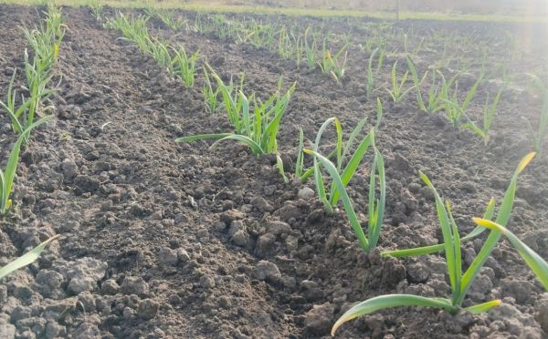 Первые подкормки — решающие: что внести к чесноку для обильного урожая