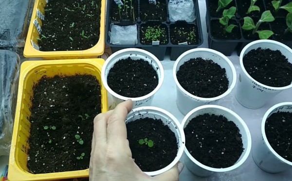 Пикировка петунии: когда пора начинать — и как всё сделать правильно