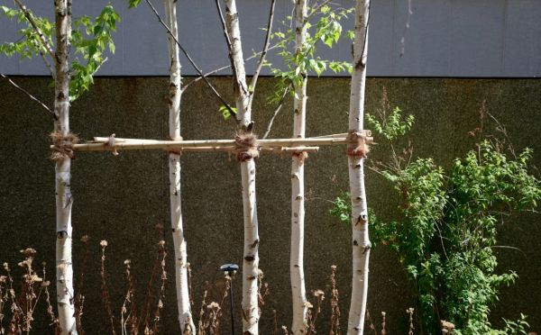 Красивый сад без хлопот — эти 3 распиаренных дерева 100% не нужны вашему участку, послушайте опытных садоводов