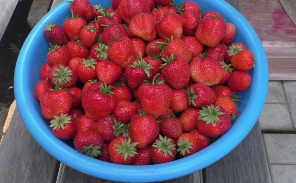 Для большого и сладкого урожая: 3 этапа подкормки клубники — весенний план, который работает безотказно