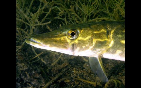 Удивительное открытие: в реке Волге обнаружили 10 новых видов рыб — 3 из них абсолютно новые