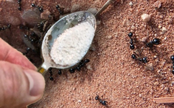 Агрессивная химия не понадобится: копеечный порошок вытравит всю колонию — как быстро и безопасно избавиться от муравьёв
