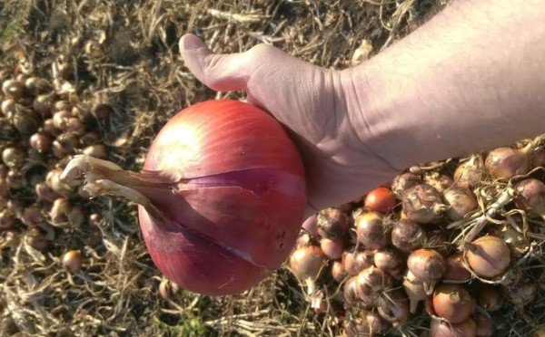 Всего 1 ложка этого порошка — и лук вырастает крупным и сочным: секретная подкормка, которая есть в каждой печке