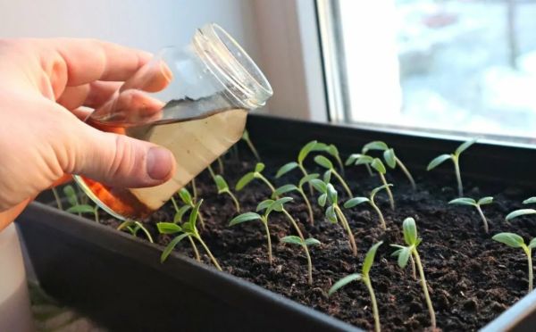 Секрет мощных корней: как за 15 минут приготовить домашний стимулятор роста из желатина и нашатыря