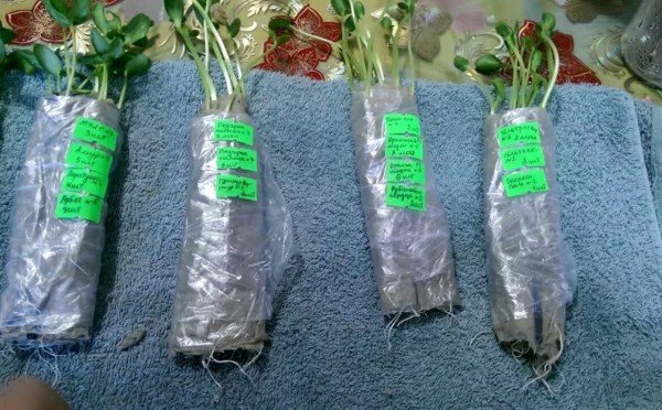 Крепкие всходы без всяких усилителей: сеем рассаду в «пелёнки» — и получаем фантастический результат