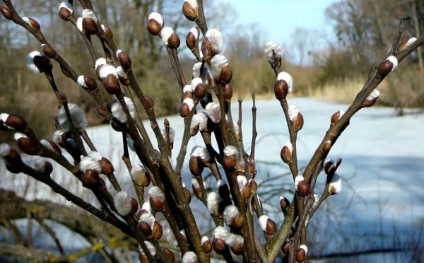 Дачный запрет на Вербную неделю: почему 12 апреля 2026 года изменит планы всех огородников