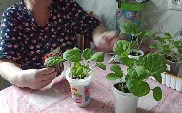 Пикировка баклажанов: как правильно провести процедуру — и надо ли прищипывать корешок