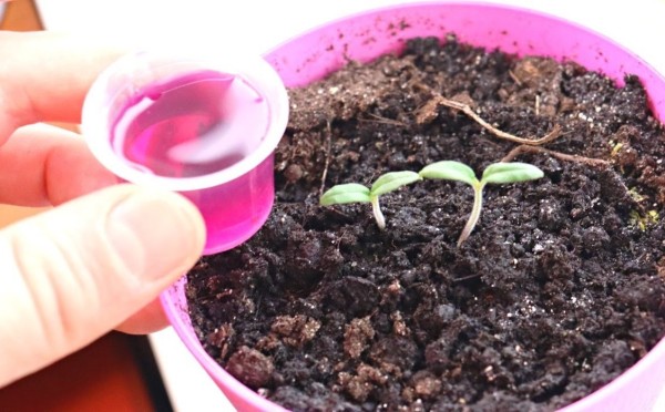 Пробуждаем спящие росточки: эффективная подкормка для рассады — 2 чайные ложки, и урожай обеспечен