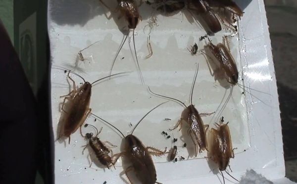 Вытравила тараканов за пару дней: помогли 3 надёжных средства — и это не дихлофос