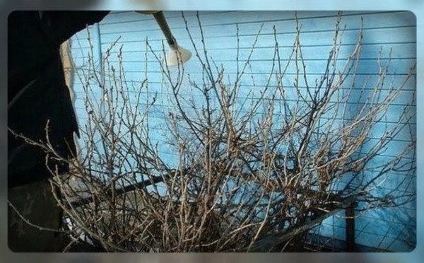 Смородина будет чистой без капли химии: зачем опытные дачники в марте нагревают воду до 75 градусов