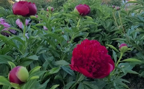 Секрет пышных пионов: почему в апреле солома и компост важнее любых дорогих удобрений