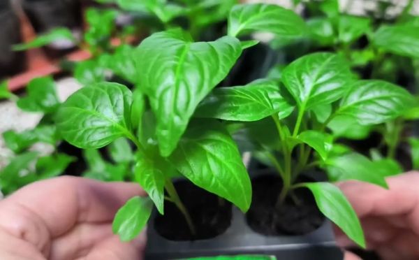 Перец пойдёт в рост, а не в ботву: секрет «пьяной» подкормки для тех, кто ждёт ведра урожая