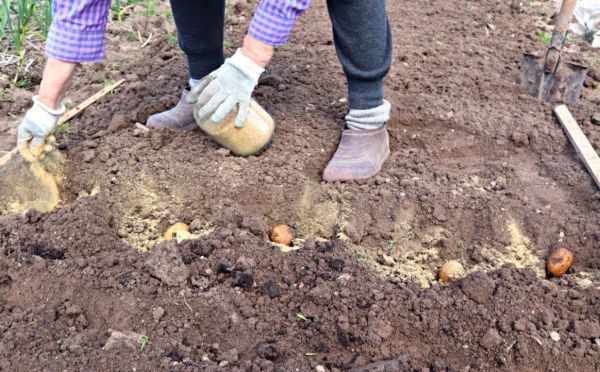 Картошка попрёт от этих удобрений: положите в лунку при посадке — и здоровые клубни вам обеспечены