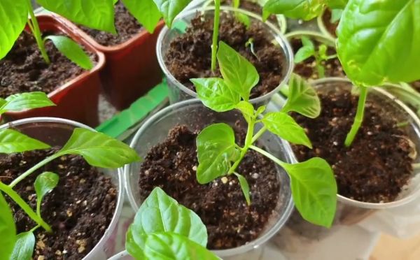 Перец желтеет не от болезней: опытные дачники назвали истинную причину «листопада»