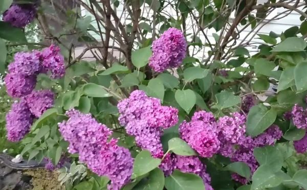 Пышные гроздья вместо пустых веток: как весной «накормить» сирень, чтобы она зацвела в два раза ярче