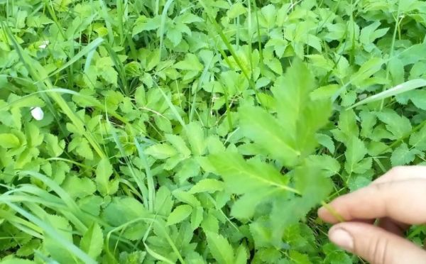 Сныть в огороде: проверенные способы борьбы с сорняком — освобождаем участок