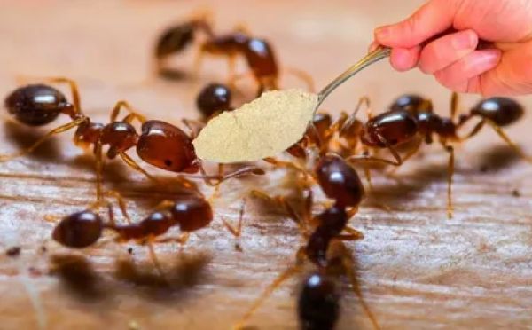 Муравьи и тля уйдут к соседям: секрет «невидимых» деревьев, который надёжнее любых ловчих поясов