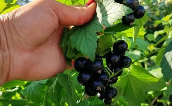 Собираю смородину ведрами: ошибка, которую дачники совершают ещё в апреле