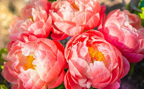 Красота несусветная — как правильно сажать пионы весной и точно ли вы еще успеваете это сделать