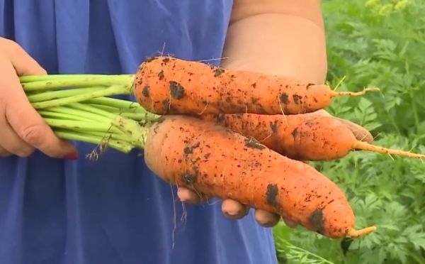 Какой уход — такая и морковь: 3 приёма для ровных корнеплодов без хвостов