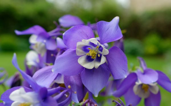 А мне фиолетово — чудесного оттенка и пышности виолы можно легко и просто посадить дома