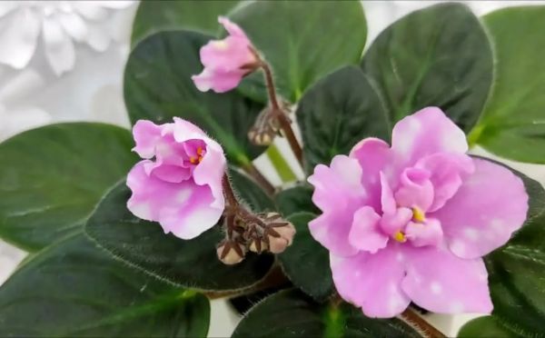 Заставьте фиалку цвести без остановки: секретный «витамин бодрости» из аптеки за копейки