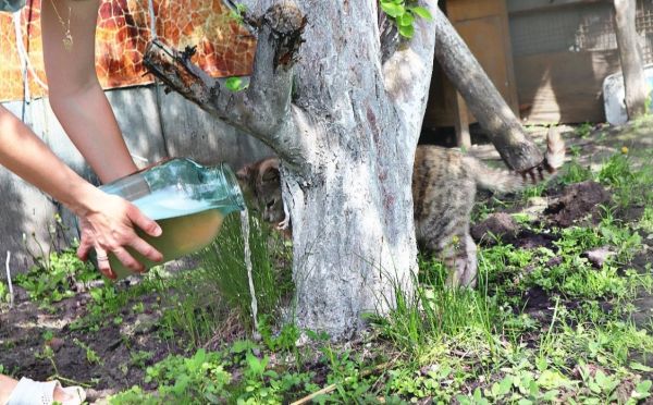 Сочные яблоки и регулярное плодоношение: летняя подкормка для яблони — обязательно к применению