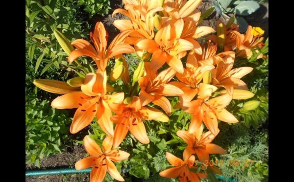 Памятка для садовников: что сделать для пышных и здоровых лилий — 4 действия после прорастания